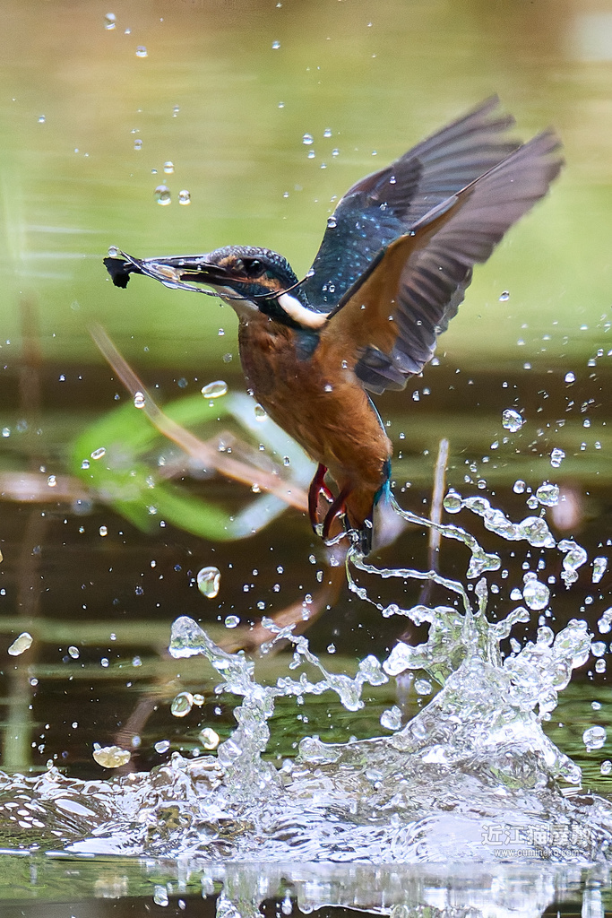 EOS R7で野鳥撮影 カワセミ 水絡み