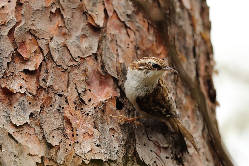 朽木ふれあいの里跡地 キバシリ、アオゲラ EOS-1D X Mark II + EF600F4L