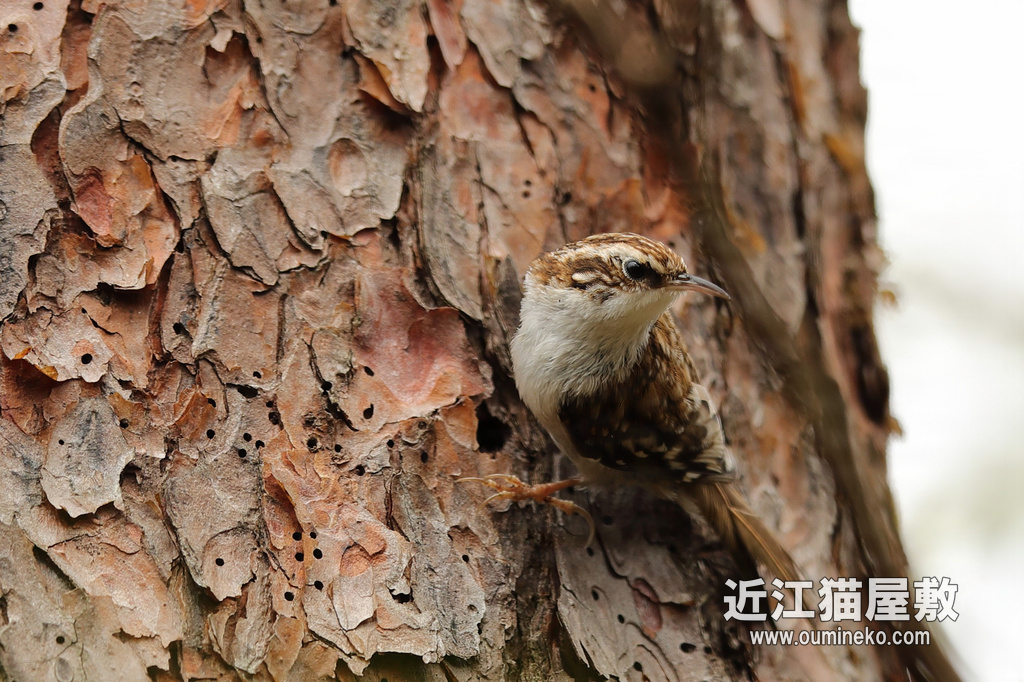 朽木ふれあいの里跡地 キバシリ、アオゲラ EOS-1D X Mark II + EF600F4L