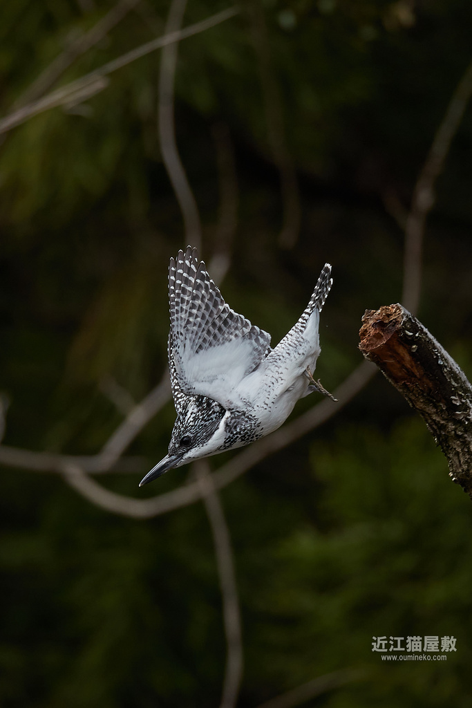 EOS 1DX3,R7で野鳥撮影 榛原ヤマセミ
