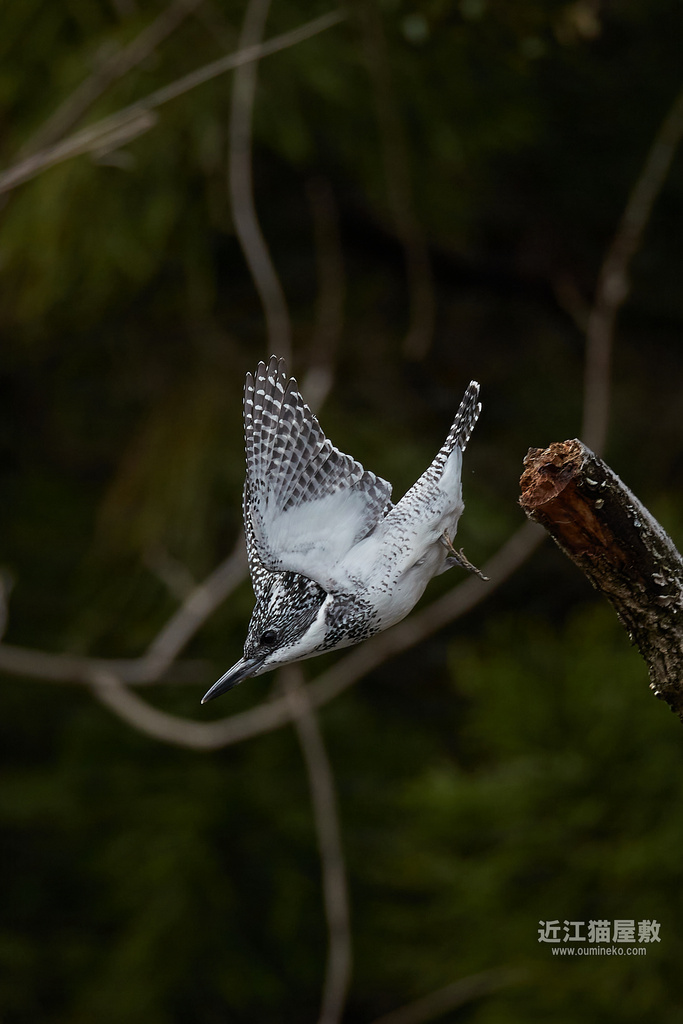 EOS 1DX3,R7で野鳥撮影 榛原ヤマセミ