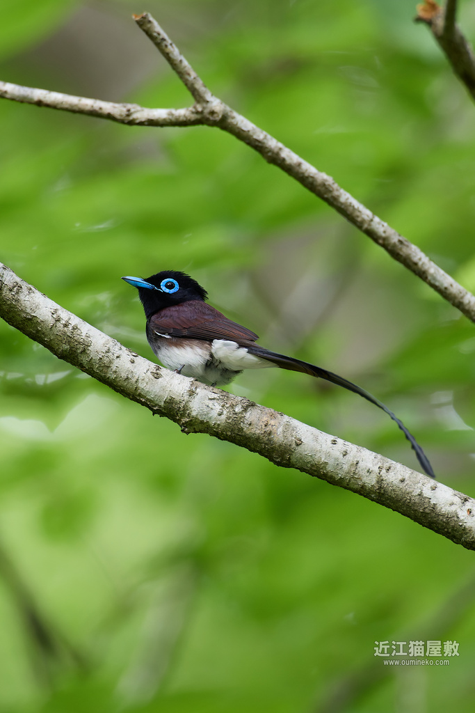 EOSで野鳥撮影 朽木 サンコウチョウ撮影のコツ(初心者向け)