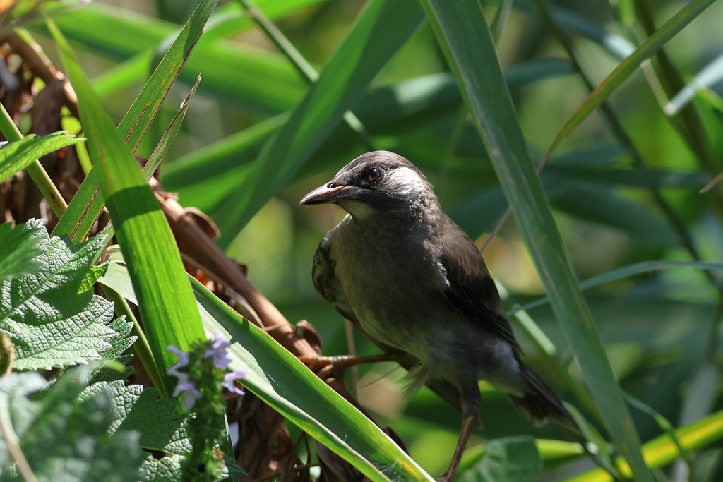 EOS R7 お散歩 カワセミ、ムクドリ