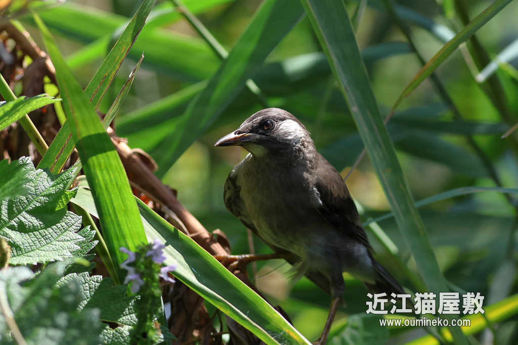 EOS R7 お散歩 カワセミ、ムクドリ