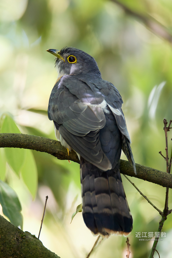 EOS R7で野鳥撮影 石川県 遠征 ジュウイチ、コムクドリ、オオルリ、キビタキ、コサメビタキ、エゾムシクイ他