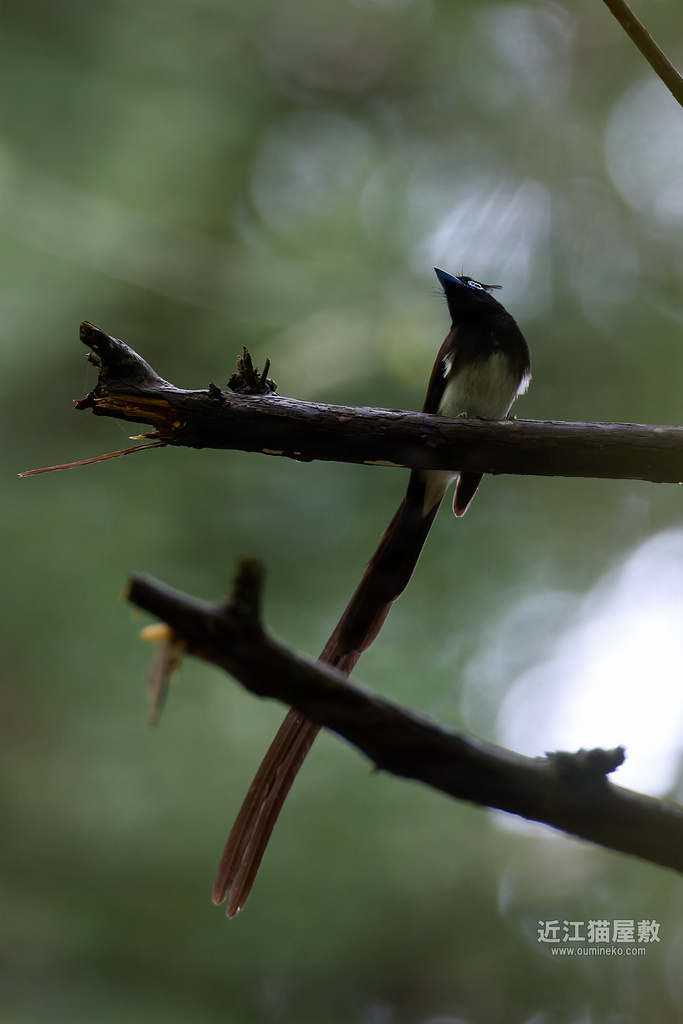 EOSで野鳥撮影 滋賀 朽木 サンコウチョウ、クロツグミ、キビタキ、カケス、サンショウクイ他