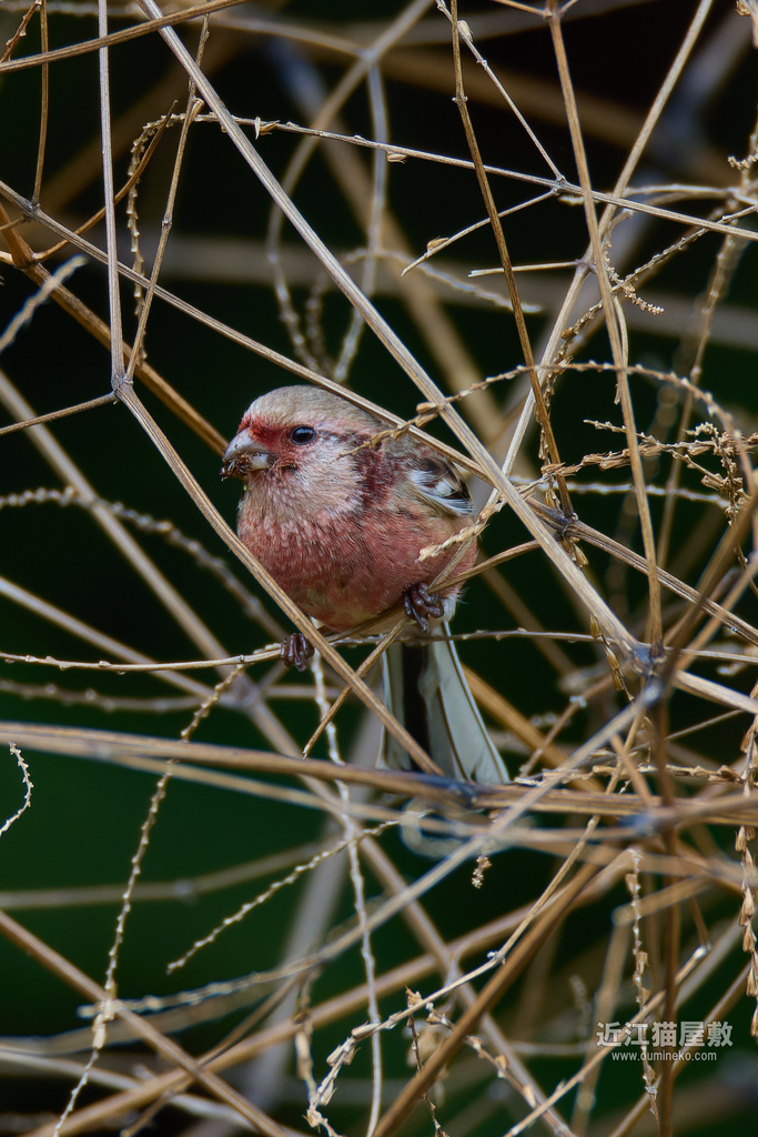 EOS R7で野鳥撮影 ベニマシコ、ルリビタキ、ミソサザイ、オオジュリン、シメ他