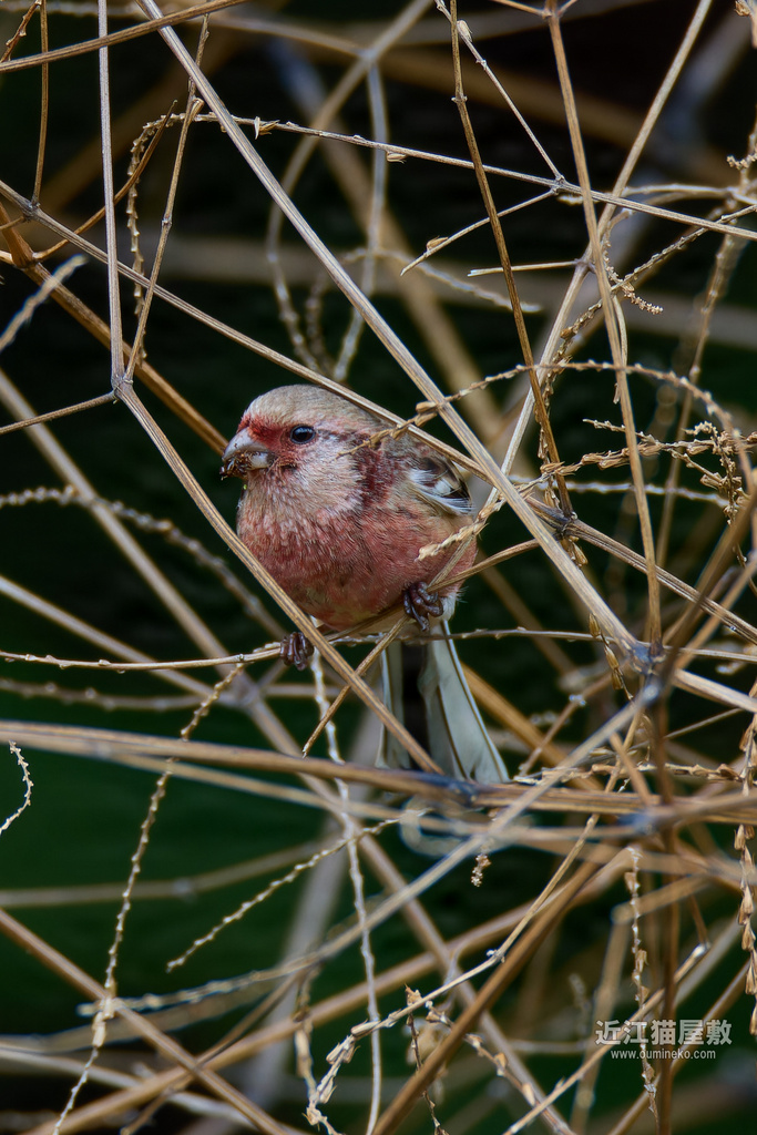 EOS R7で野鳥撮影 ベニマシコ、ルリビタキ、ミソサザイ、オオジュリン、シメ他