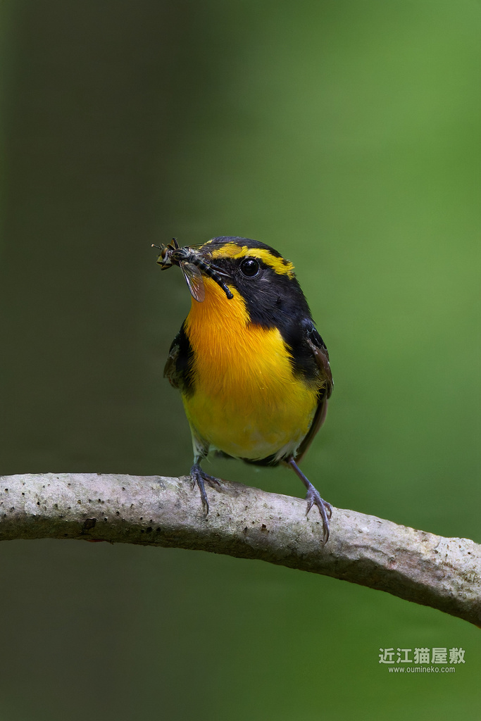 EOS R7で野鳥撮影 キビタキ祭り、サンショウクイ、ちょっとした撮影のコツ