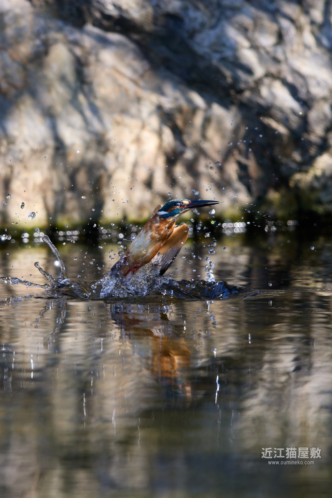 EOS R5 mark IIで野鳥撮影 カワセミ、クロツグミ、ジョウビタキ、モズ