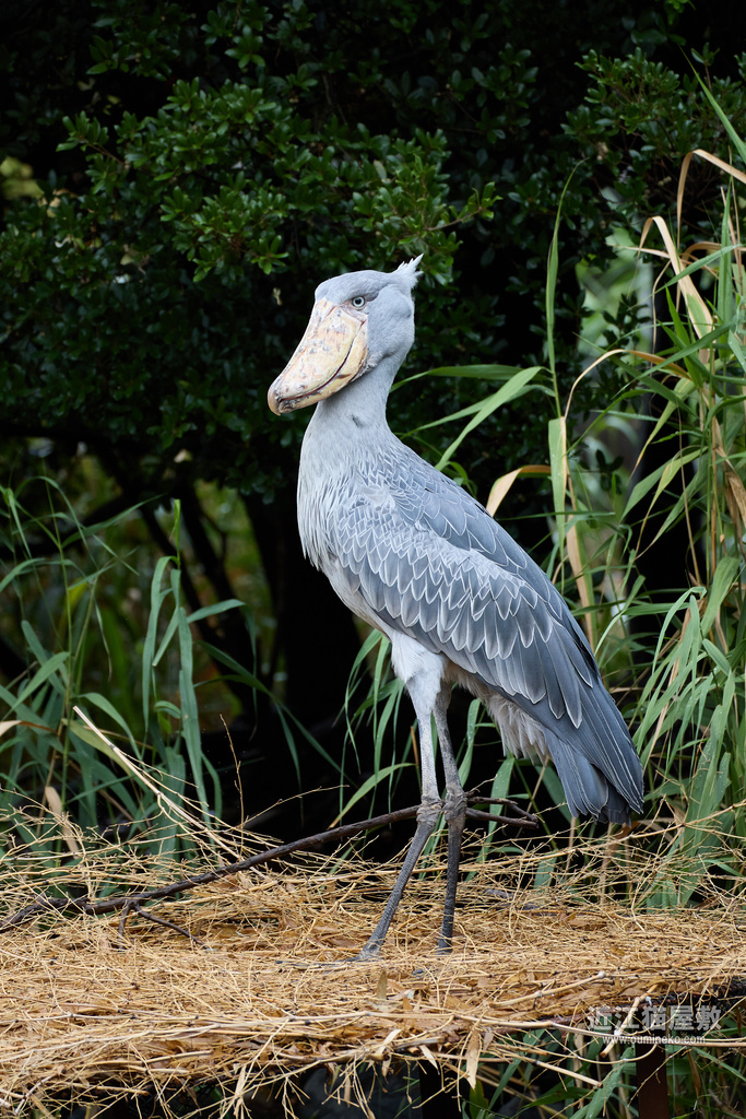 EOS R5 mark IIで野鳥撮影① 神戸どうぶつ王国(旧神戸花鳥園)