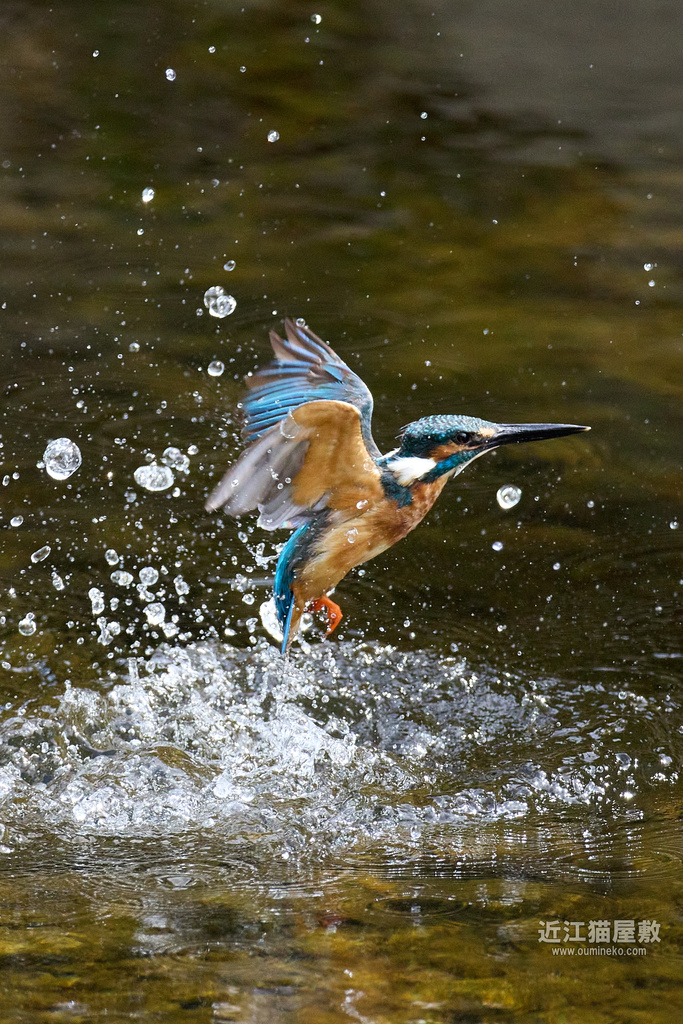 EOS R7,1DX2で野鳥撮影 カワセミ撮影のコツ(脱 初心者)