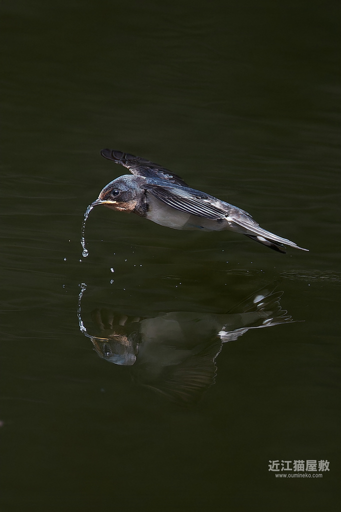 EOS-1DX3で野鳥撮影 ツバメ