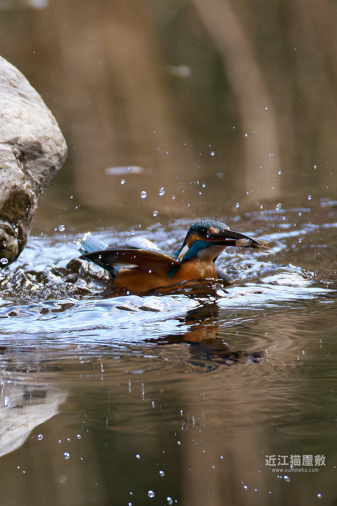 EOS R3+RF200-800mm F6.3-9 IS USMで野鳥撮影 カワセミ(連日)
