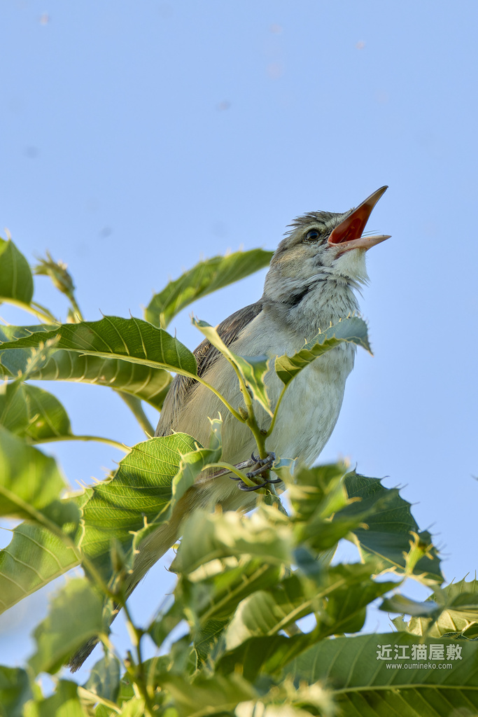 EOS R7で野鳥撮影 オオヨシキリ、ヒガラ、コサメビタキ他