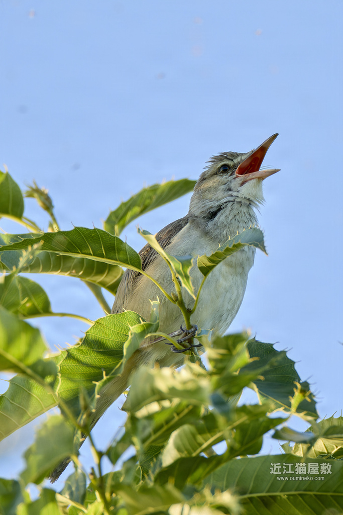 EOS R7で野鳥撮影 オオヨシキリ、ヒガラ、コサメビタキ他
