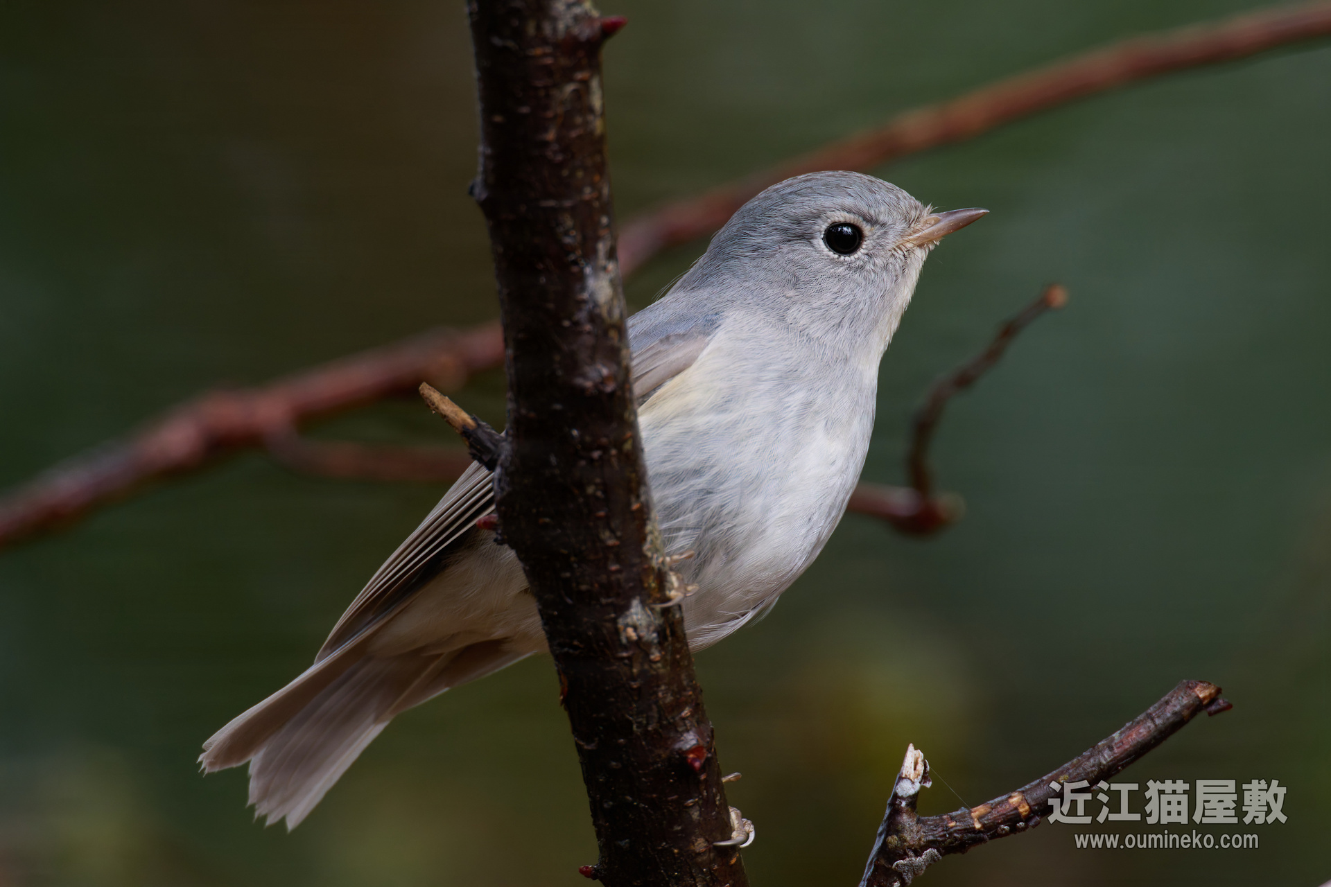 ルリビタキ　野生の小鳥の写真 高解像度写真　2Ｌ判写真　4枚　セート EOS R5 mark II,R7で野鳥撮影 ルリビタキ(白変種)、ベニマシコ
