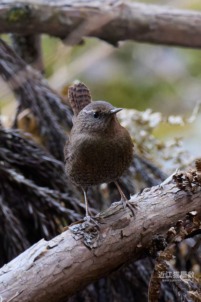EOS R7で野鳥撮影 朽木散策 ミソサザイ、他