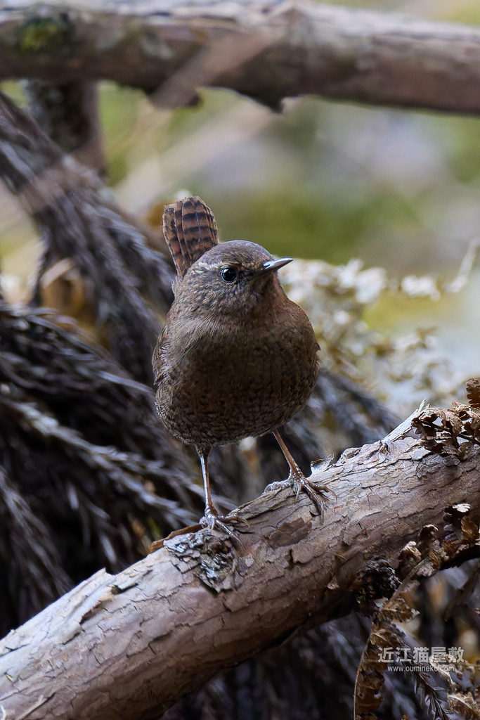EOS R7で野鳥撮影 朽木散策 ミソサザイ、他