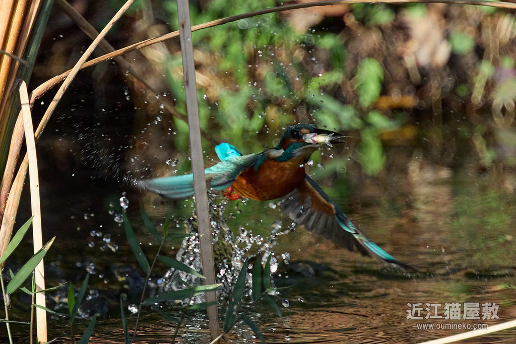 EOS R7 + EF400mm F4 DO IS II USM カワセミ(飛び込み)