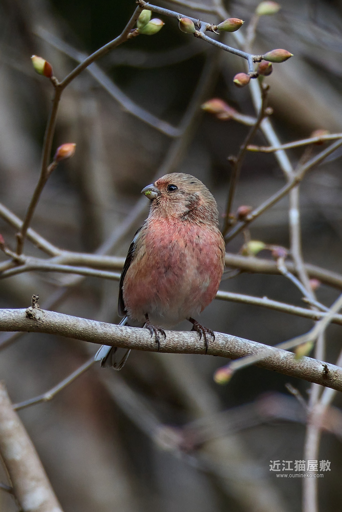 EOS R7,1DX3で野鳥撮影 ベニマシコ、ミヤマホオジロ、サンショウクイ、カワセミ他