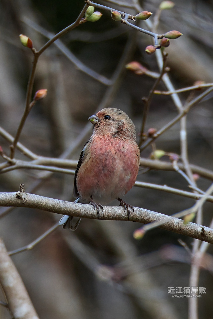 EOS R7,1DX3で野鳥撮影 ベニマシコ、ミヤマホオジロ、サンショウクイ、カワセミ他