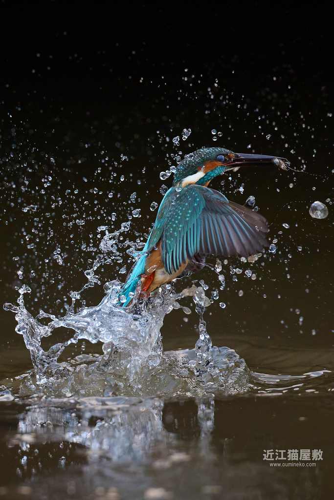 EOS R5 mark IIで野鳥撮影 02/09② カワセミ