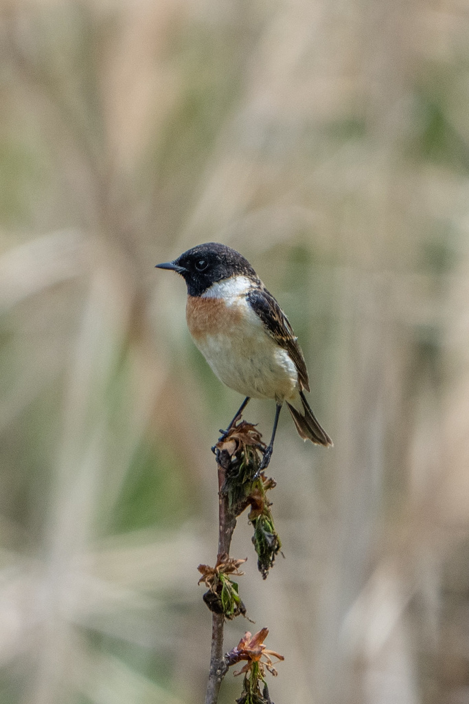 京都の川、山 カワセミ、ノビタキ、ノスリ α1+FE200-600