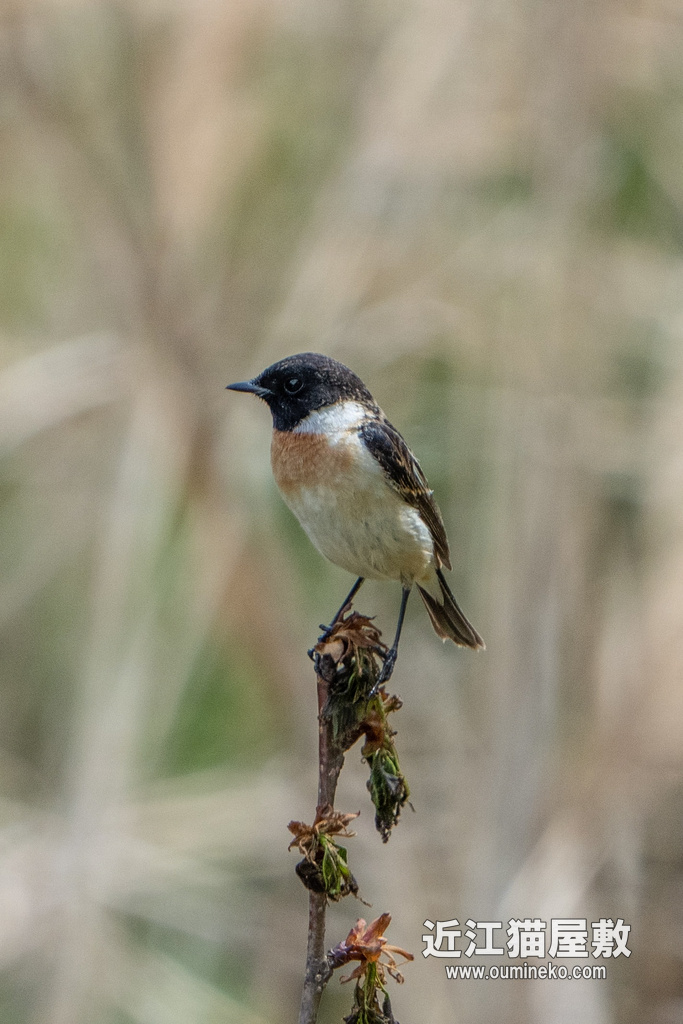 京都の川、山 カワセミ、ノビタキ、ノスリ α1+FE200-600