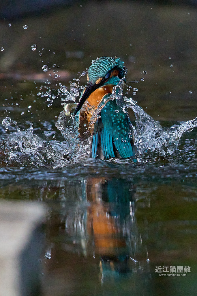 EOS R7 + EF600mm F4L IS II USM カワセミ