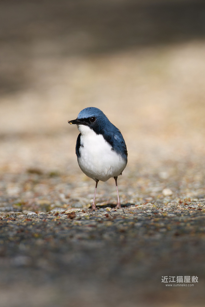 EOS R5 mark IIで野鳥撮影 石川遠征② 青い鳥 コルリ、ルリビタキ、オオルリ