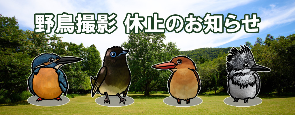 野鳥撮影 休止のお知らせ