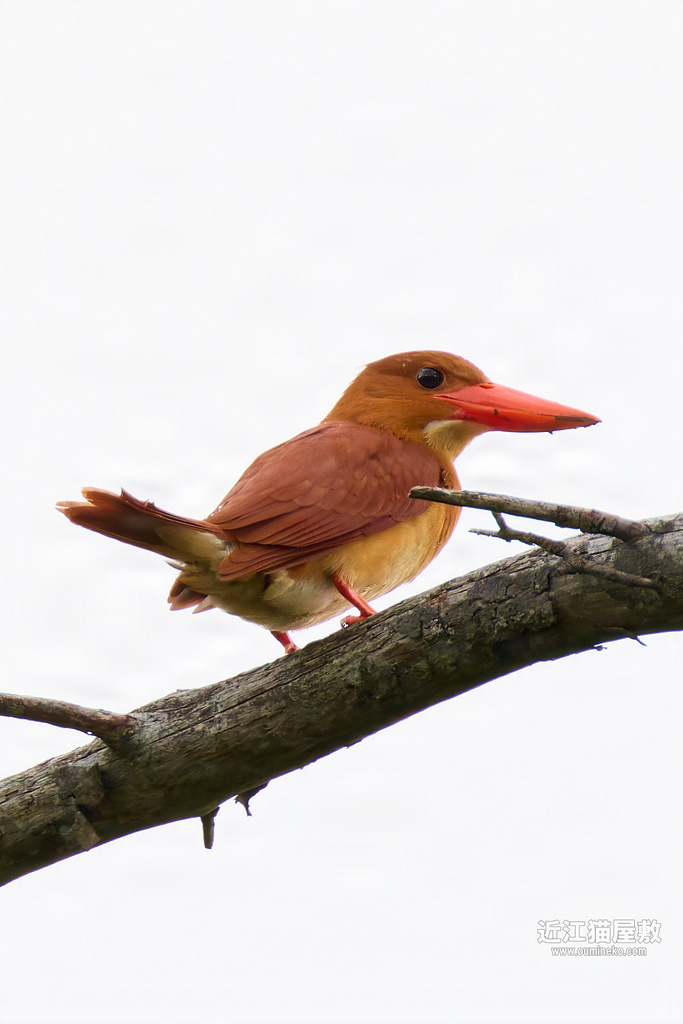 EOS R7で野鳥撮影 雨の鳥 アカショウビン 他