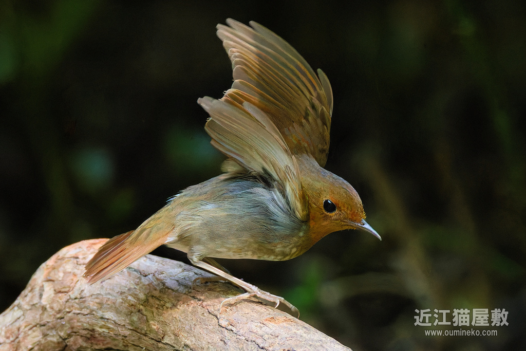 EOS R7で野鳥撮影 コマドリ、オオルリ、アオゲラ他