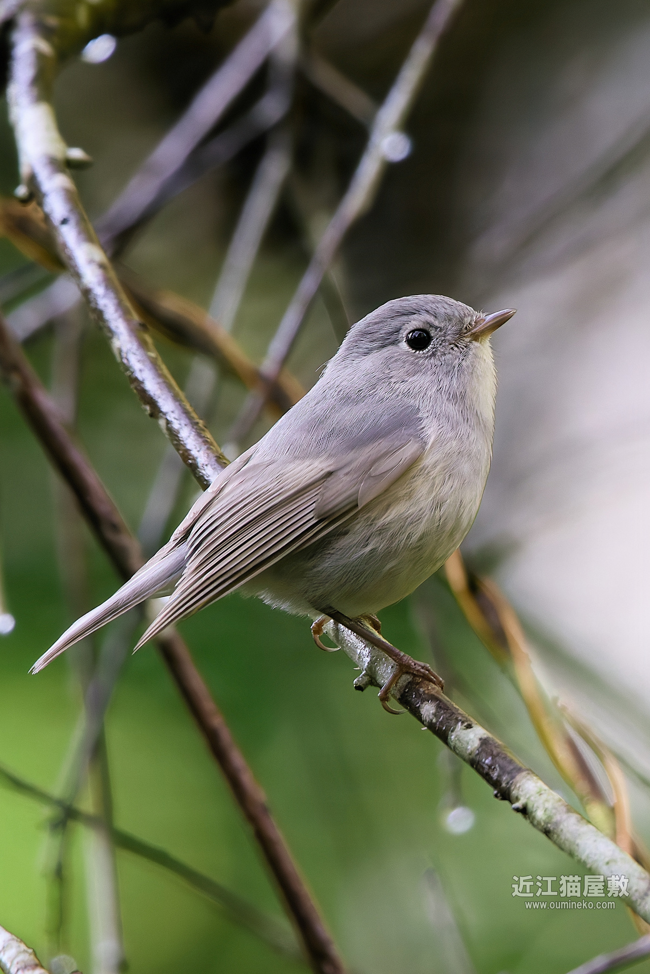 EOS R5 mark IIで野鳥撮影 白いルリビタキ(白変種)、ソウシチョウ