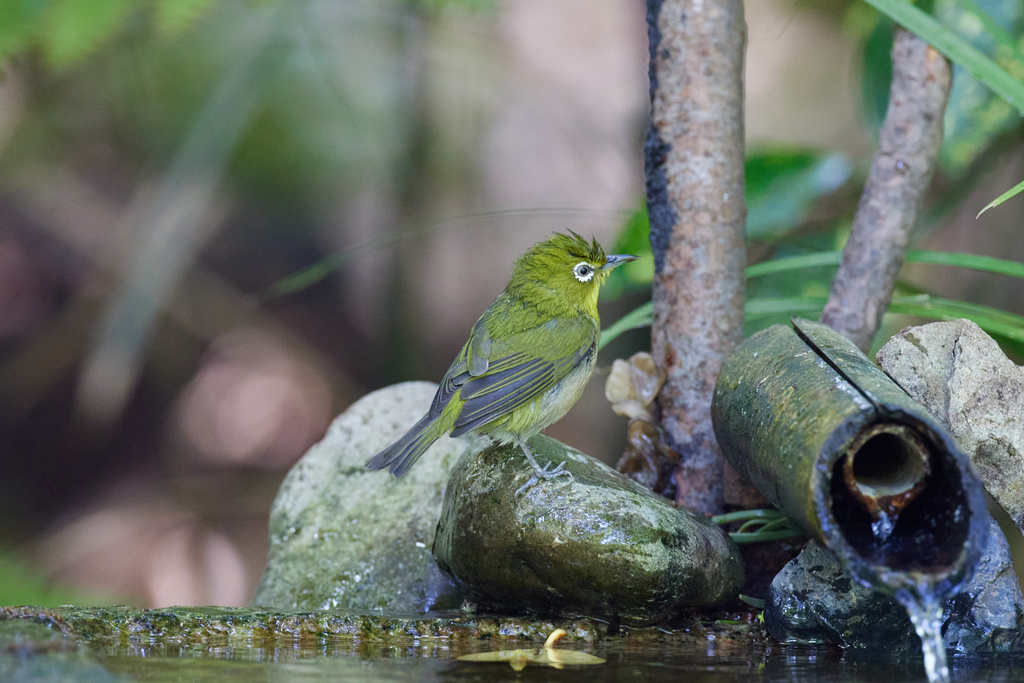 京都御苑 EOSに切り換え練習 EOS R5+RF600F4L
