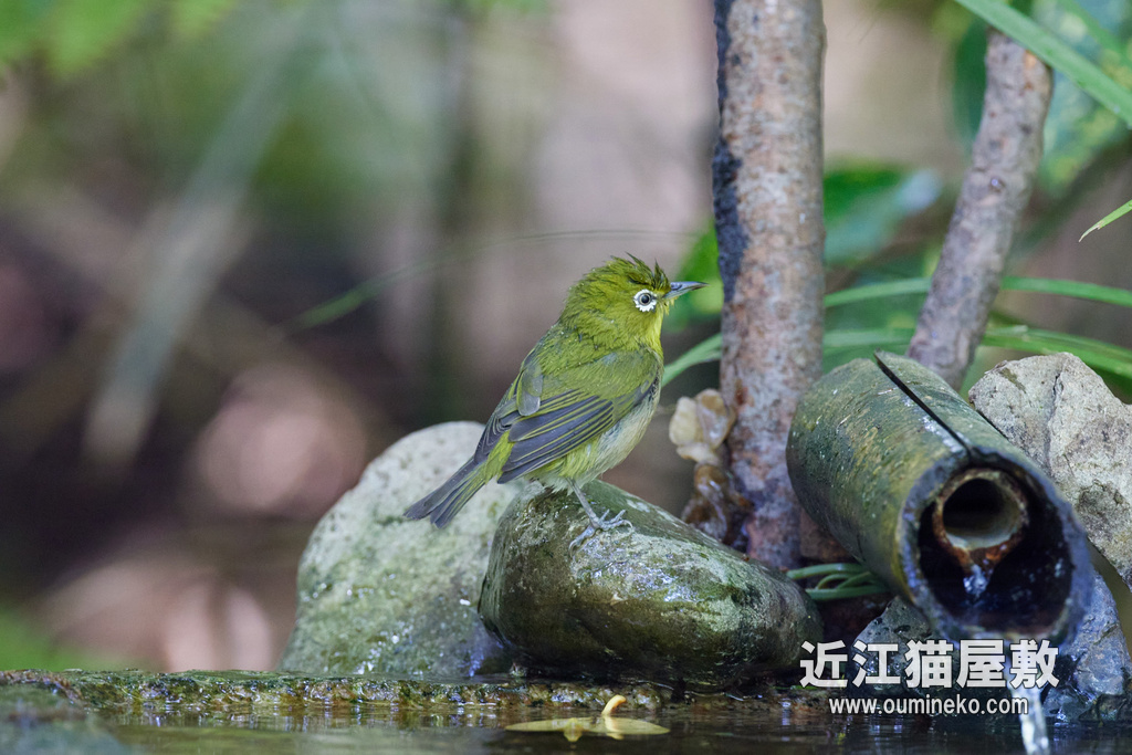 京都御苑 EOSに切り換え練習 EOS R5+RF600F4L