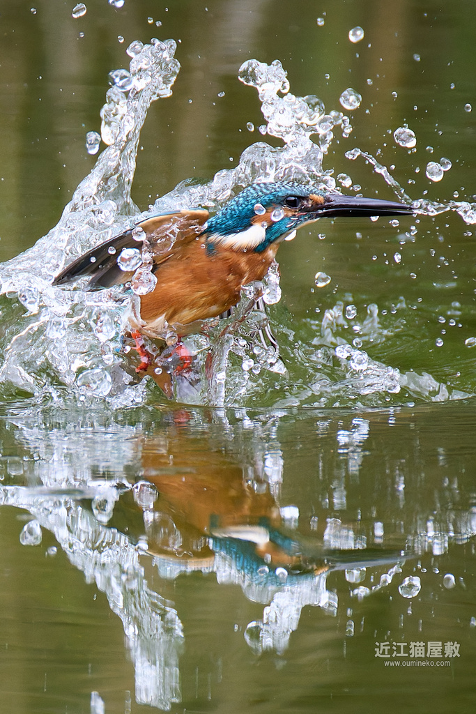 EOS R5 mark IIで野鳥撮影 カワセミ (後編)