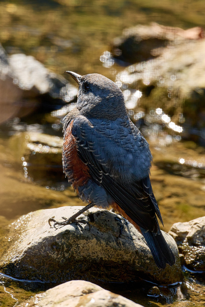 EOS R7 + RF600mmF4L IS USM カワセミ,イソヒヨドリ