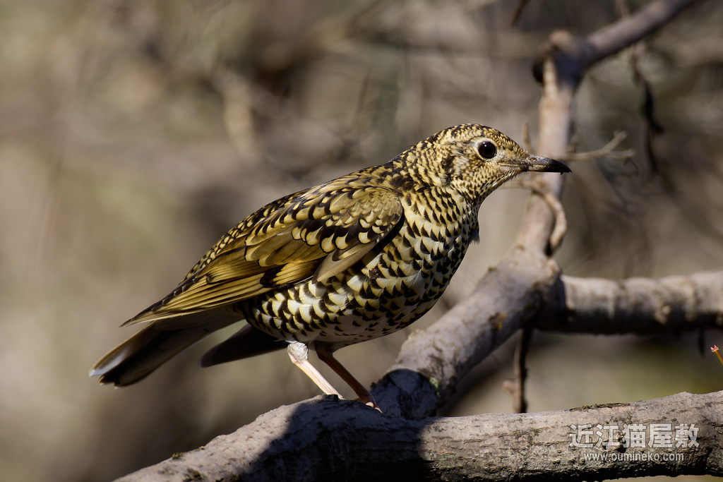 EOS R5 mark IIで野鳥撮影 トラツグミ、ソウシチョウ、シロハラ、ルリビタキ他