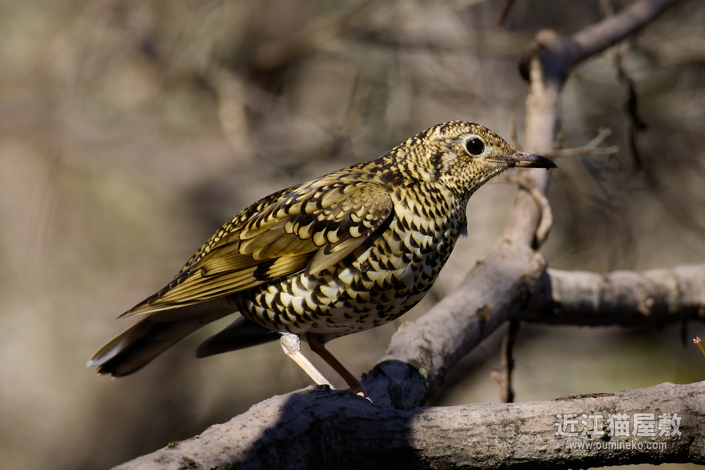 EOS R5 mark IIで野鳥撮影 トラツグミ、ソウシチョウ、シロハラ、ルリビタキ他