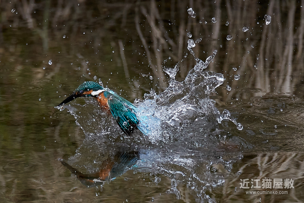 EOS R5,1DX3で野鳥撮影 カワセミ