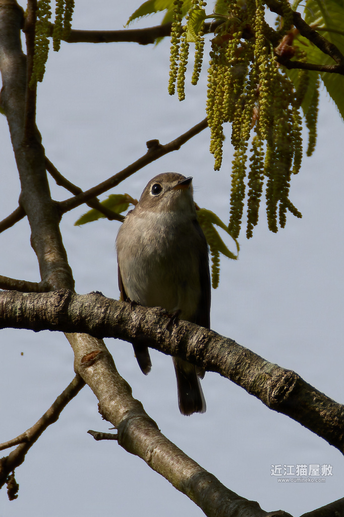 EOS R7で野鳥撮影 夏鳥到来 サンショウクイ、コサメビタキ、センダイムシクイ他