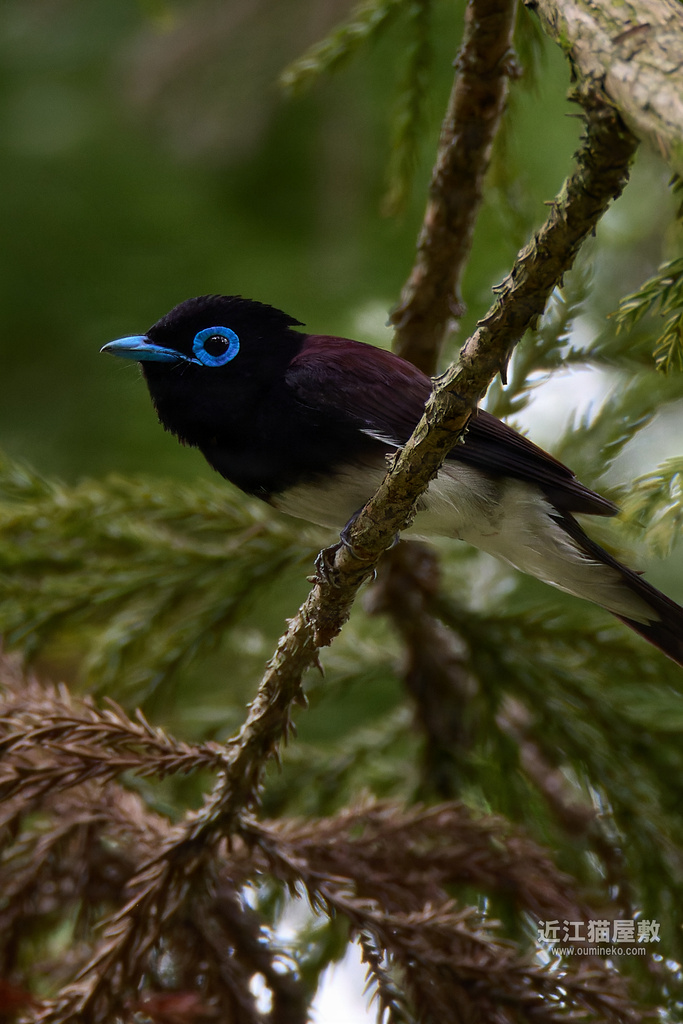 EOS R7で野鳥撮影 朽木 サンコウチョウ 他