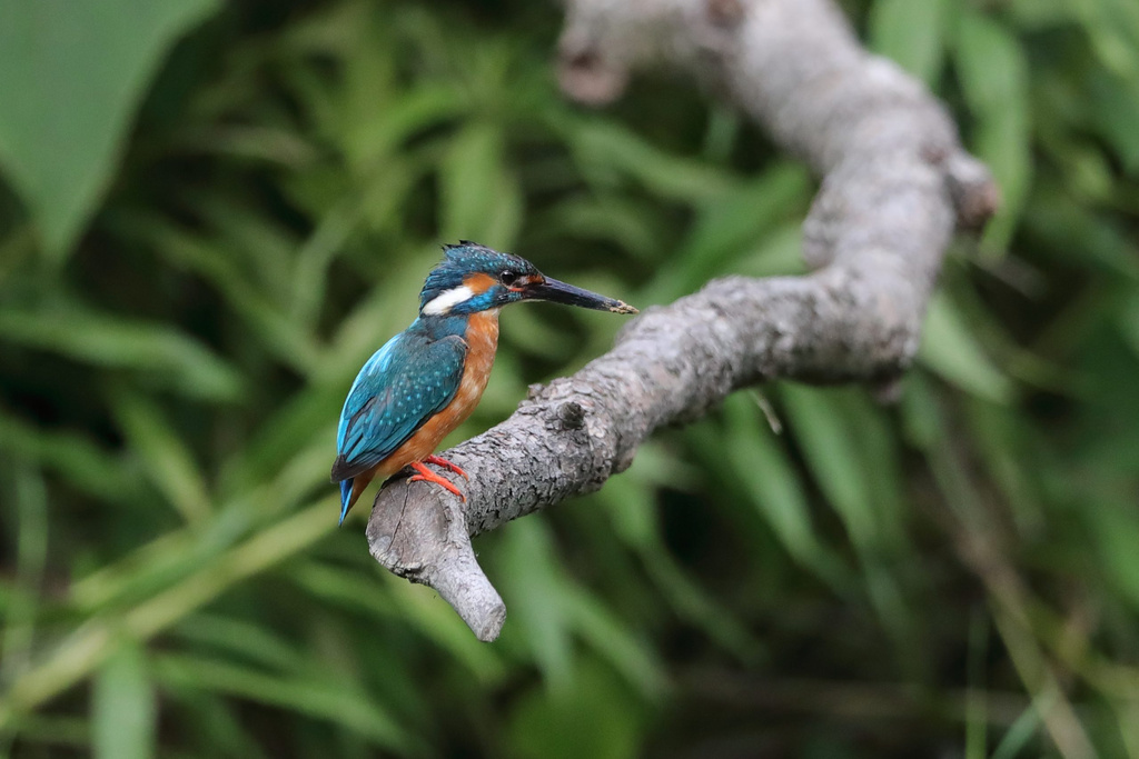 京都の川 カワセミ EOS-1D X Mark II + EF600F4L