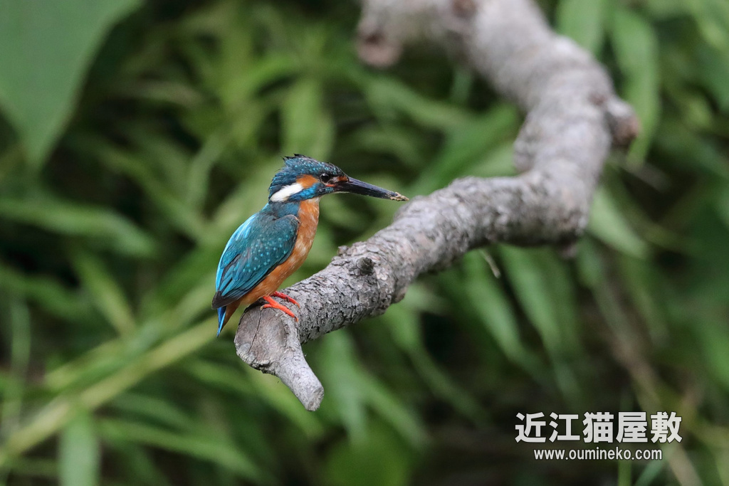 京都の川 カワセミ EOS-1D X Mark II + EF600F4L