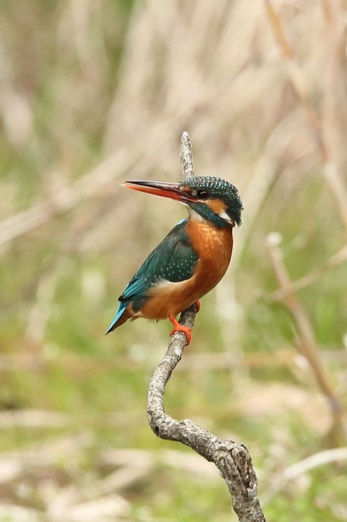 近くのダム カワセミ三昧 EOS-1D X Mark II + EF600F4L