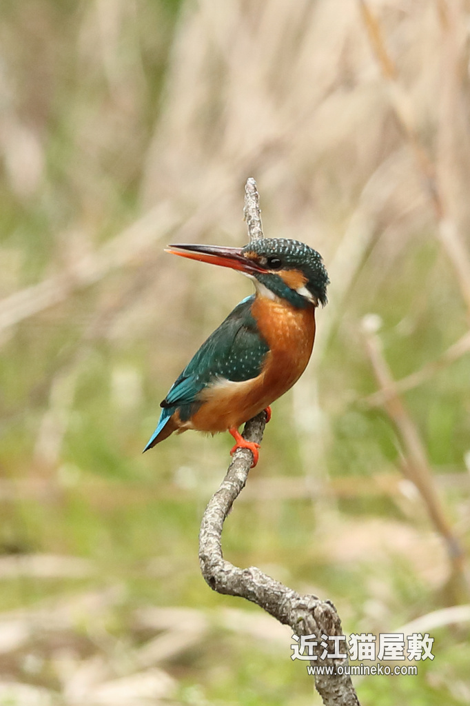 近くのダム カワセミ三昧 EOS-1D X Mark II + EF600F4L