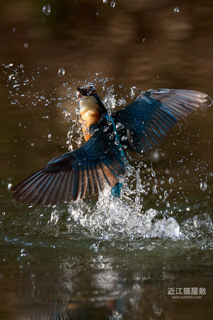 EOS R7で野鳥撮影 カワセミ