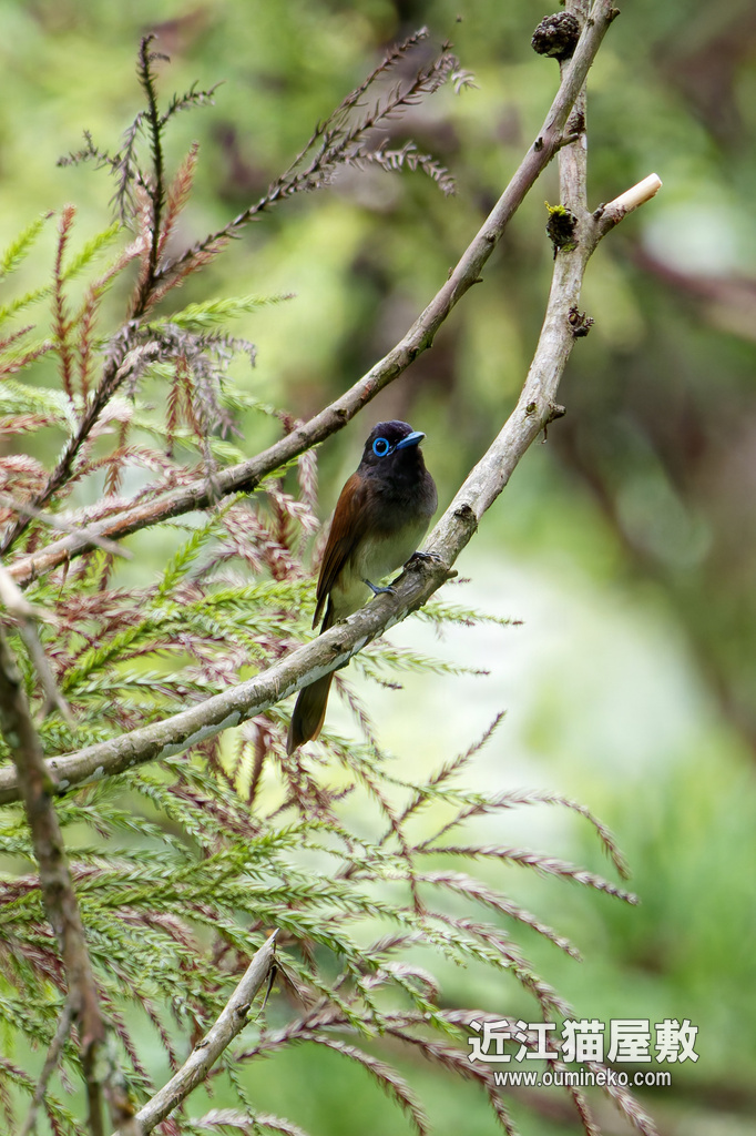 EOSで野鳥撮影 朽木 サンコウチョウ、オオルリ